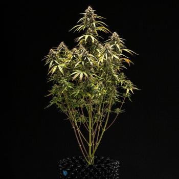 Samen 3x Orion F1 Automatik Royalqueenseeds